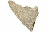 Otodus Shark Tooth Fossil in Rock - Huge Tooth! #201160-2